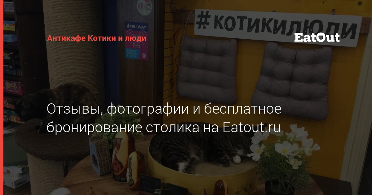 Котокафе бизнес проект